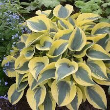 Hostas "Autumn Frost" 4 stādi